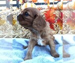 Small #4 Cavalier King Charles Spaniel