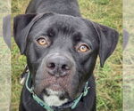 Small #2 American Staffordshire Terrier Mix