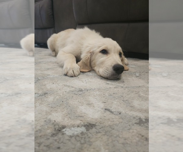 Medium Photo #5 English Cream Golden Retriever Puppy For Sale in ELVERTA, CA, USA