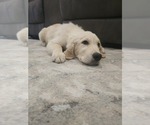 Small #4 English Cream Golden Retriever