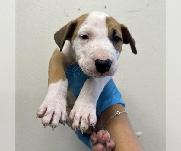 Medium Photo #1 Bull Terrier-Unknown Mix Puppy For Sale in San Antonio, TX, USA