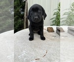 Puppy Curly Labrador Retriever