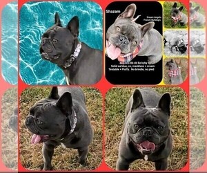 Father of the French Bulldog puppies born on 04/06/2025
