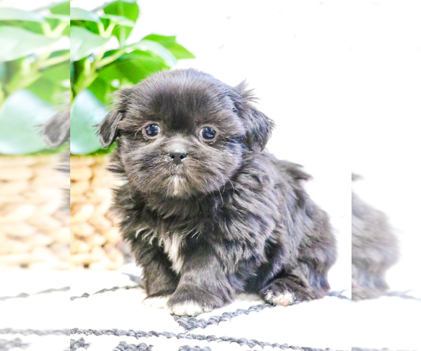 Medium Photo #8 Shih Tzu Puppy For Sale in SYRACUSE, IN, USA