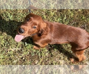 Irish Setter Puppy for sale in ONEONTA, NY, USA