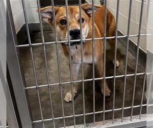 Chow Chow-Golden Retriever Mix Dogs for adoption in Upland, CA, USA