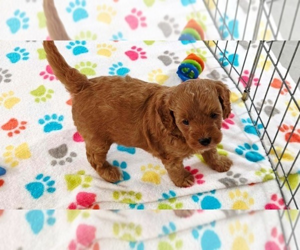 Medium Photo #8 Cavapoo mix (+ Poodle Miniature) Puppy For Sale in ORO VALLEY, AZ, USA