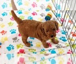 Small #7 Cavapoo mix (+ Poodle Miniature)
