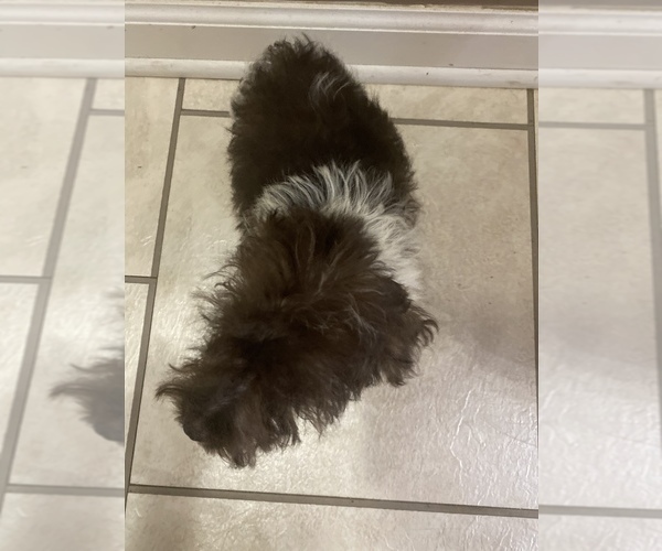 Medium Photo #3 Schnauzer (Miniature) Puppy For Sale in LAWRENCEBURG, TN, USA