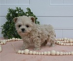 Small Photo #1 Maltipoo Puppy For Sale in HOLMESVILLE, OH, USA
