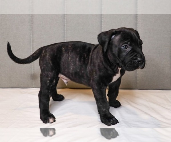 Medium Photo #1 Presa Canario Puppy For Sale in WEST DEPTFORD, NJ, USA