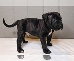 Small Photo #1 Presa Canario Puppy For Sale in WEST DEPTFORD, NJ, USA
