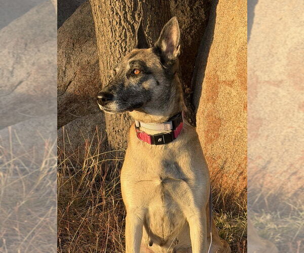 Medium Photo #1 Mutt Puppy For Sale in Imlay City, MI, USA