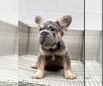 Small #18 French Bulldog