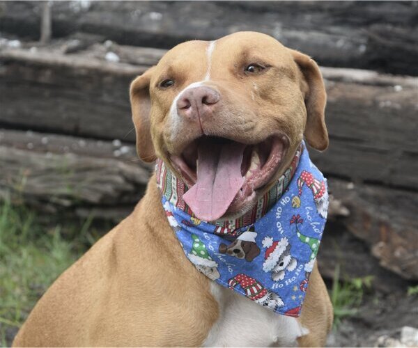 Medium Photo #1  Puppy For Sale in , 