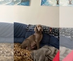 Small Photo #1 Weimaraner Puppy For Sale in NEWPORT NEWS, VA, USA