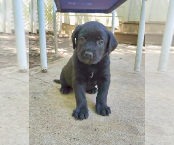 Medium Photo #3 Shepweiller Puppy For Sale in Raleigh, NC, USA