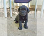 Small #2 Shepweiller