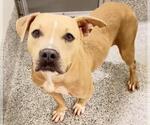 Small #1 American Pit Bull Terrier