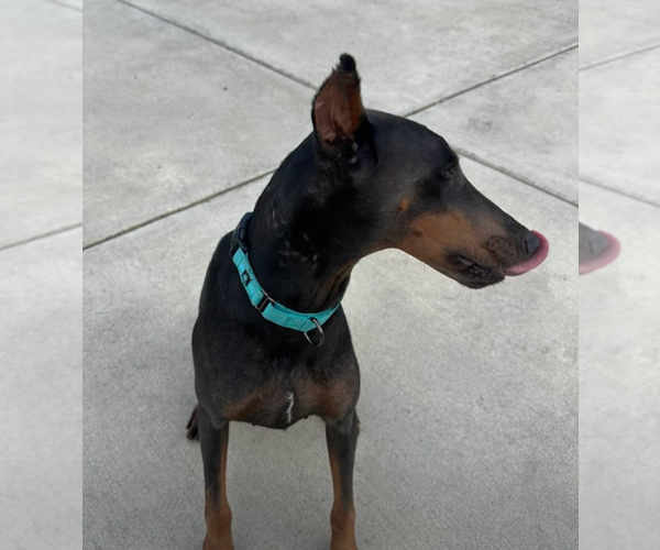 Medium Photo #25 Doberman Pinscher Puppy For Sale in Buffalo, MN, USA