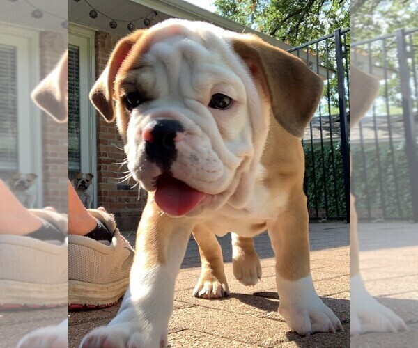 Medium Photo #2 English Bulldog Puppy For Sale in DALLAS, TX, USA