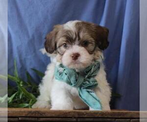 Havanese Puppy for sale in ORO VALLEY, AZ, USA