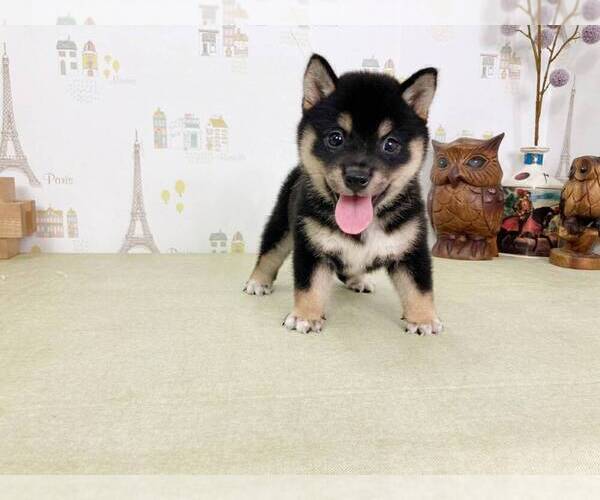 Medium Photo #1 Shiba Inu Puppy For Sale in MANHATTAN, NY, USA