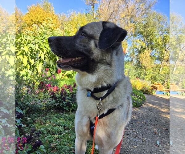 Medium Photo #2 Anatolian Shepherd-Unknown Mix Puppy For Sale in Fargo, ND, USA