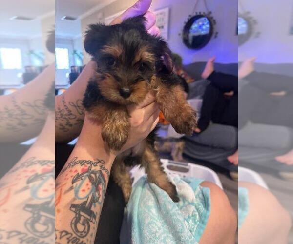 Medium Photo #1 Yorkshire Terrier Puppy For Sale in WINSTON SALEM, NC, USA