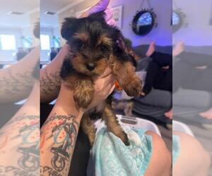 Yorkshire Terrier Puppy for sale in WINSTON SALEM, NC, USA