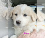 Small Golden Pyrenees