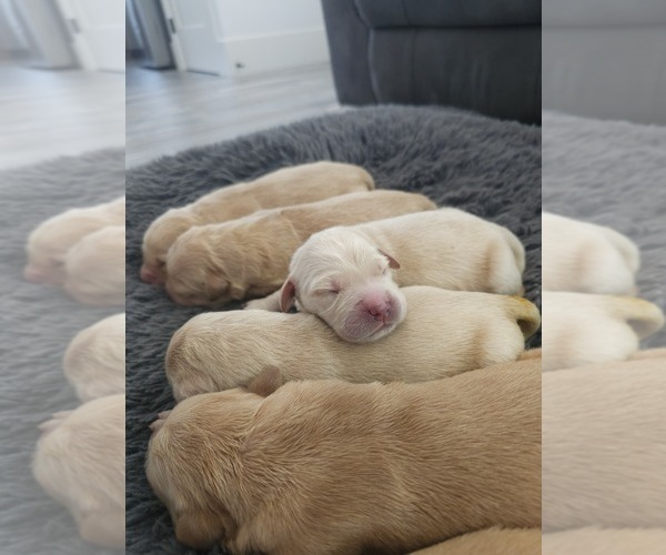 Medium Photo #10 Golden Retriever Puppy For Sale in ELVERTA, CA, USA