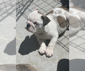 Bulldog Puppy for sale in WAMEGO, KS, USA