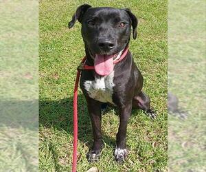 Labrador Retriever-Unknown Mix Dogs for adoption in Fort Lauderdale, FL, USA