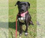 Small Labrador Retriever Mix