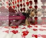 Small Photo #7 Yorkshire Terrier Puppy For Sale in SAINT CLOUD, FL, USA