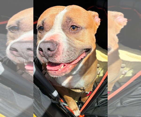Medium Photo #5 Staffordshire Bull Terrier Puppy For Sale in Pompano Beach , FL, USA