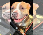 Small #4 Staffordshire Bull Terrier
