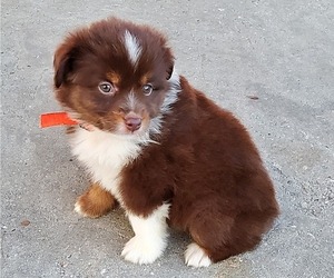 Miniature Australian Shepherd Puppy for sale in POPLARVILLE, MS, USA