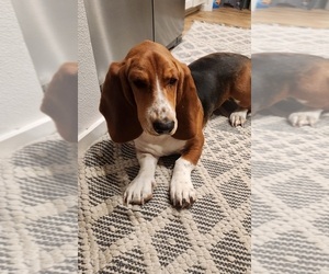Basset Hound Puppy for sale in SALEM, OR, USA