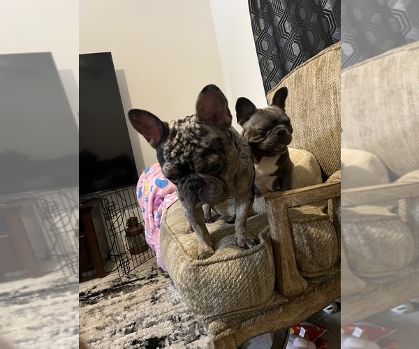 Medium Photo #21 French Bulldog Puppy For Sale in OCALA, FL, USA