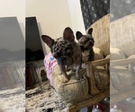 Small #20 French Bulldog