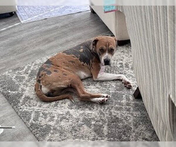 Medium Photo #5 Boxer-Unknown Mix Puppy For Sale in Chandler, AZ, USA