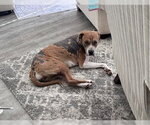 Small #4 Boxer Mix