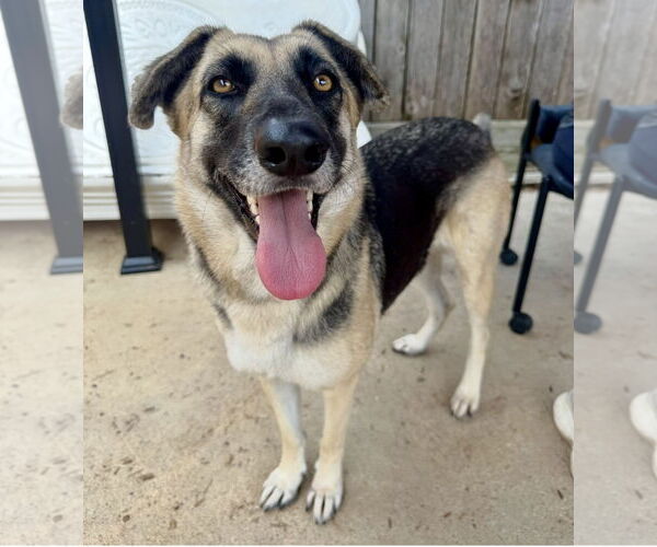 Medium Photo #4 Mutt Puppy For Sale in Houston, TX, USA