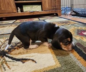 Beagle Litter for sale in MINERAL POINT, WI, USA