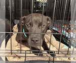 Small Photo #5 Labrador Retriever-Unknown Mix Puppy For Sale in Sheboygan, WI, USA
