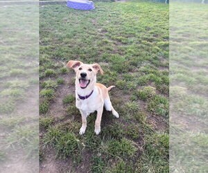 Calvin - Male Labrador Retriever-Retriever  Mix Dog for Adoption - Photo #2