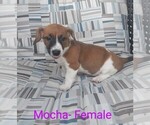 Small Photo #2 Jack Russell Terrier Puppy For Sale in LAWRENCE TOWNSHIP, NJ, USA