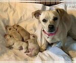 Small #1 Dachshund Mix